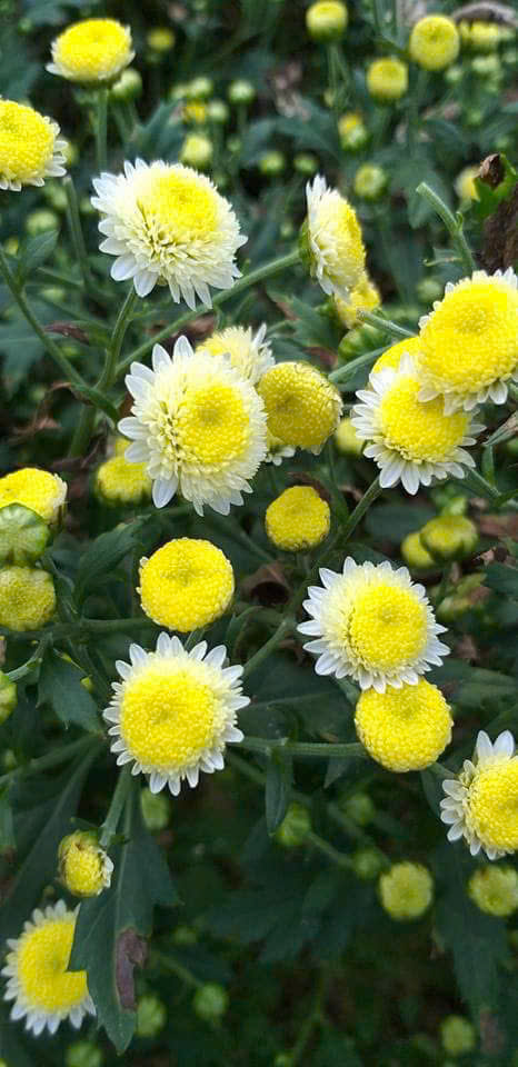 Bạch Cúc chi 